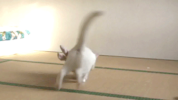 vk_com_animalfunny_0083