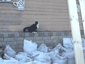 vk_com_animalfunny_0091