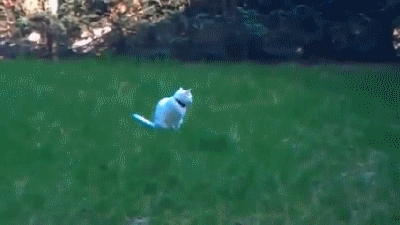 https__vk_com_gif_portal