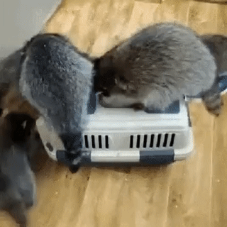 Post_GIF_2019-11-20_07_46_29