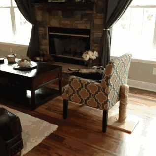 vk_com_animalfunny_0105