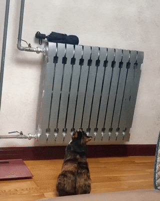 ezgif-1-3e2ac0628ce3