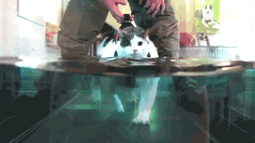 vk_com_animalfunny_0133