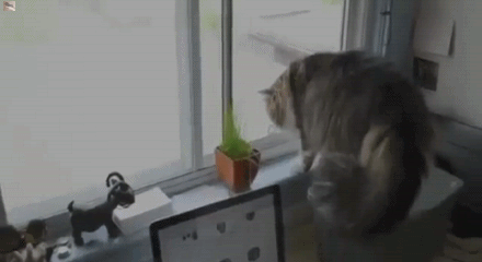 vk_com_animalfunny_0160