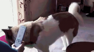 Post_GIF_2019-11-25_20_00_32