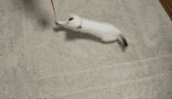 vk_com_public_animal_gif_0014