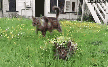 vk_com_public_animal_gif_0052