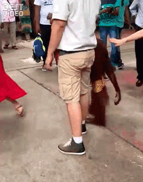 best_video_bana