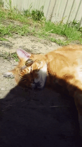 15677df538f00e7e20dd27935870eee8