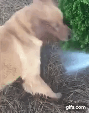 vk_com_animal_gif_2019_01645