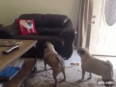 vk_com_animal_gif_2019_01649