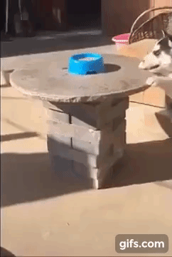 vk_com_animal_gif_2019_01652