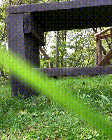 vk_com_animal_gif_2019_01653