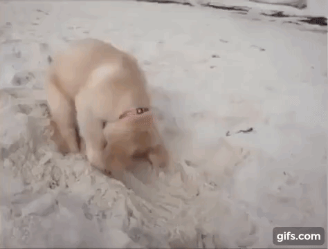 vk_com_animal_gif_2019_01658