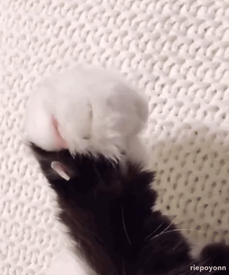 059af80e5aa9ce6236cf827731eb062a_273238_1573450886