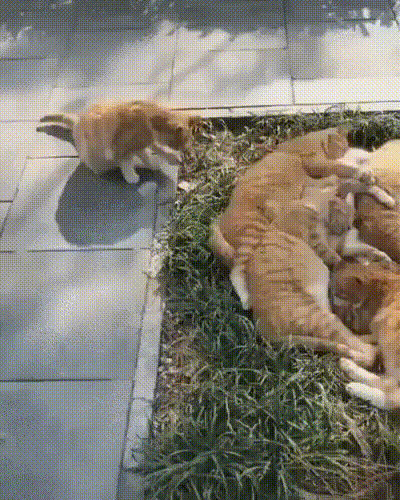 3478be9886883ac753d13384771aee7c_273238_1573104924