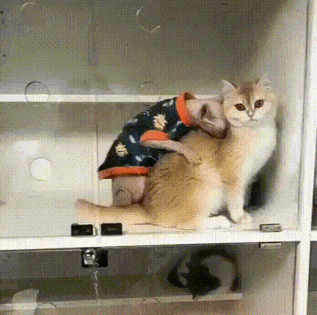 7136d3bdd999119616256dbfb6bdc695_273238_1573105393