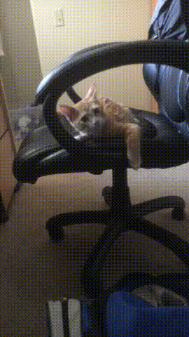 vk_com_animal_gif_2019_01644