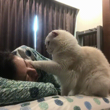 vk_com_animal_gif_2019_01657