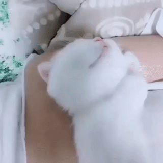 Post_GIF_2019-12-02_09_46_28