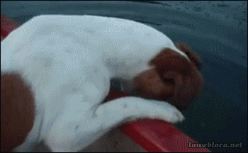 vk_com_public_animal_gif_0252