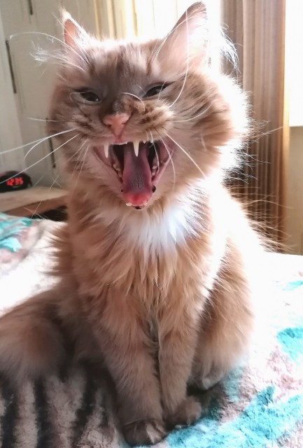 Боня