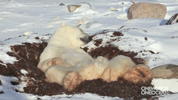 vk_com_animal_gif_0415