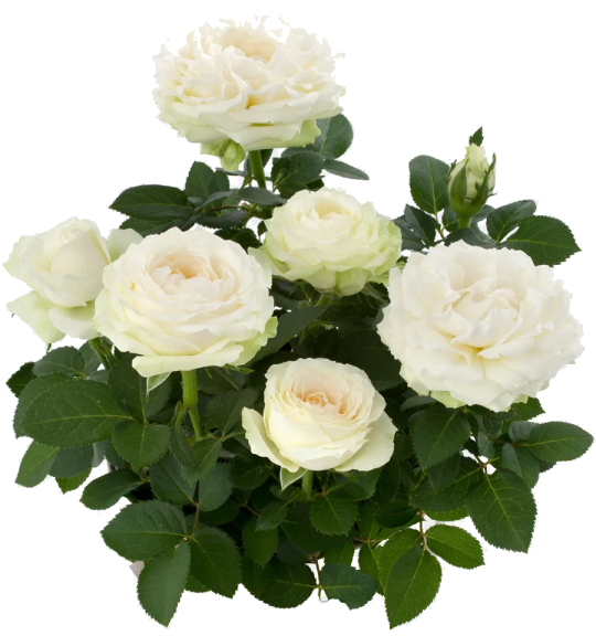 розы белой