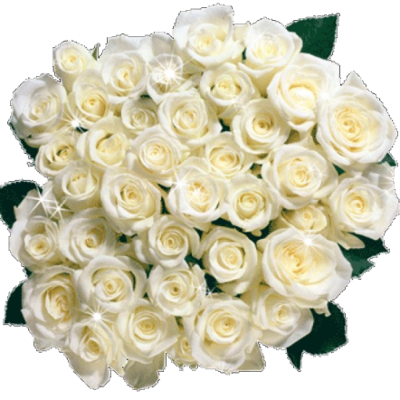 белых роз большой