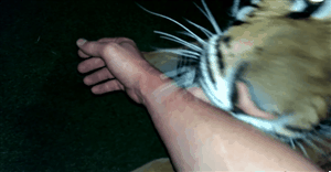 vk_com_animal_gif_0479