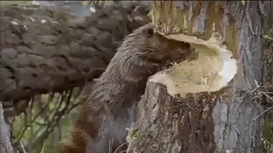 ac45692a0c0340fcb321a318037ece48_7825_1532619091