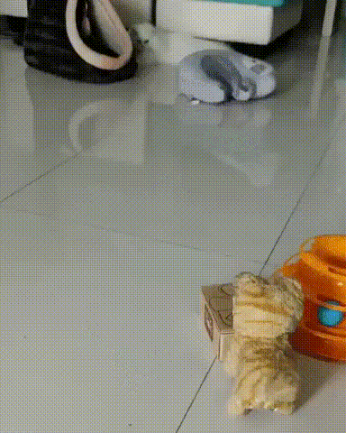 gifki-kote-igrushka-5612818