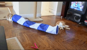 vk_com_animal_gif_0484