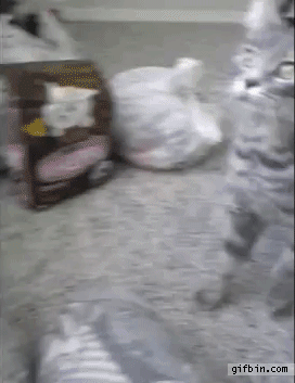 vk_com_public_animal_gif_0254