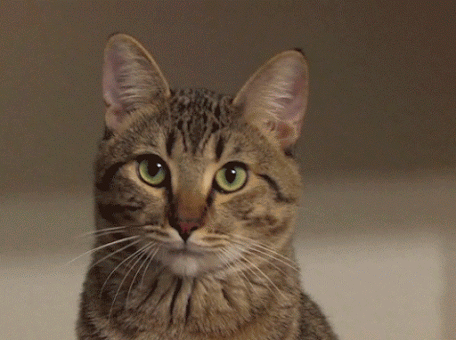 котэ зевает