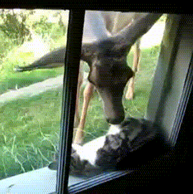 vk_com_animal_gif_0662