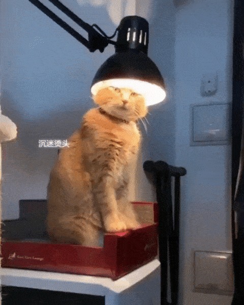 Откуда взялся кот с лампой? - ЯПлакалъ