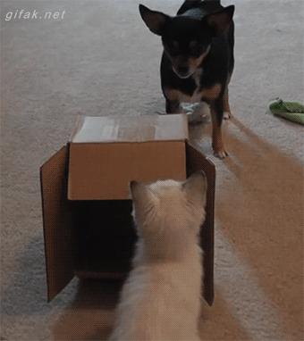 vk_com_animal_gif_0743