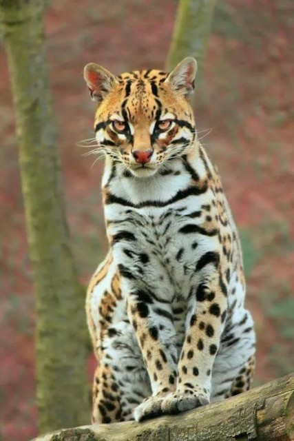 дикий кот
