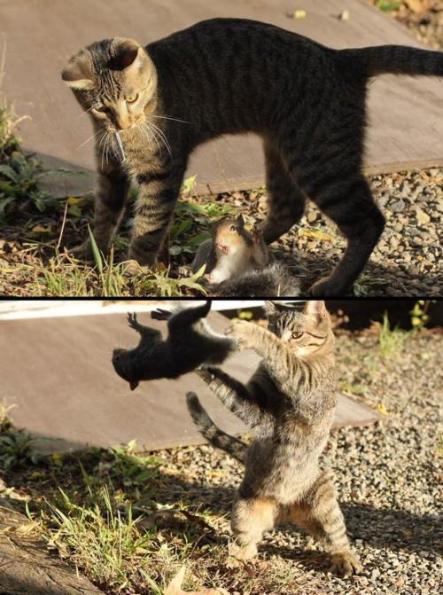 kungfu belka