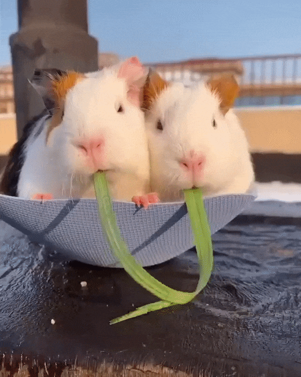 morskie_svinki_edyat_travinki