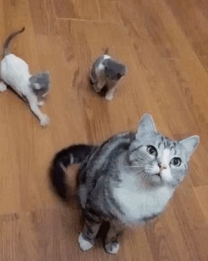 Tak_vot_dlya_chego_nuzhny_khvosty_33__33__33__129315