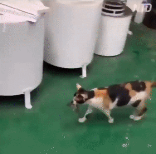 3493943455779_zver14