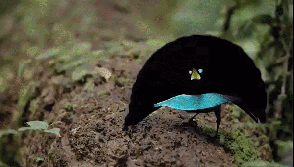 6920338888268_zver13