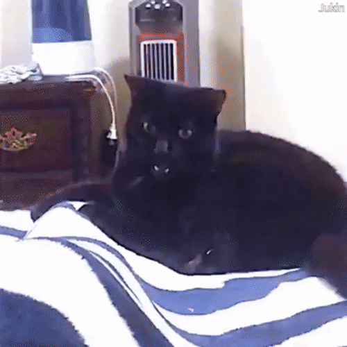 82879807383443_zver19