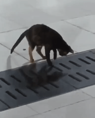 12100427971401_mos20