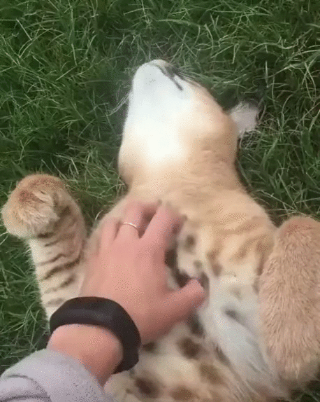 26485055725270_mos13