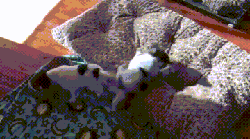 38157037042908_mos22