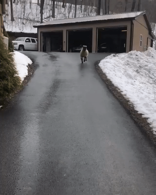 47177442738593_zver5