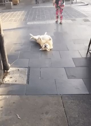 81930836999253_mos19